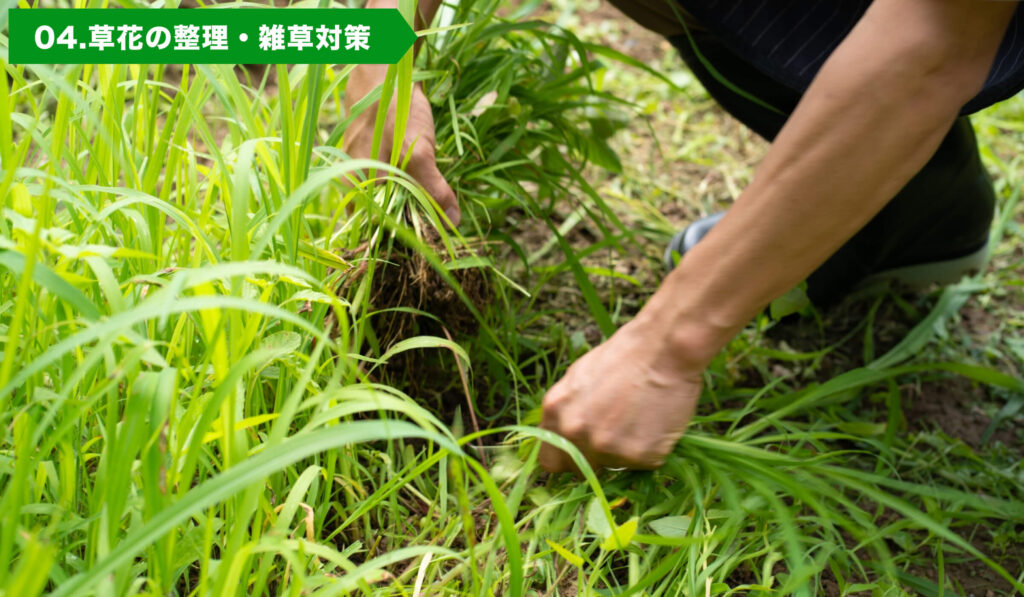 雑草をむしる様子
